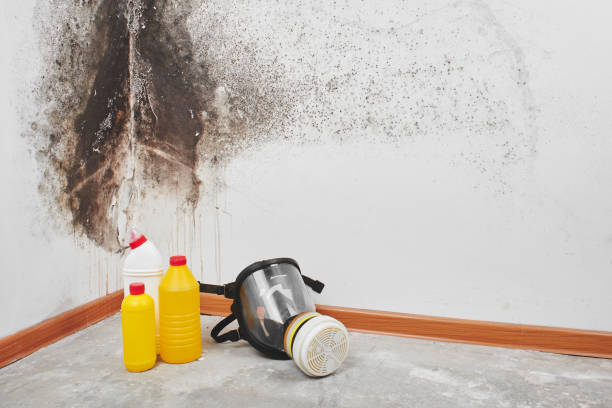 Best Local Mold Removal Service  in Silver Creek, NY