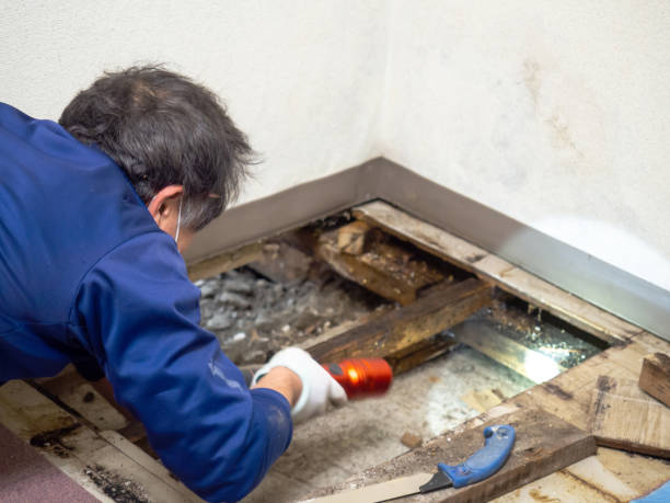 Best Commercial Mold Removal  in Silver Creek, NY