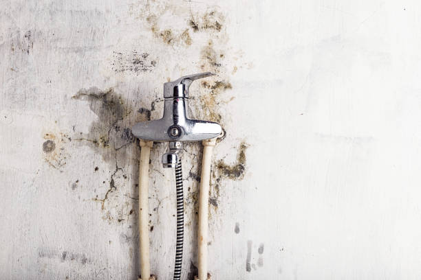 Best Same-Day Mold Removal  in Silver Creek, NY