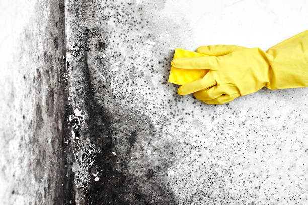 Best Professional Mold Removal  in Silver Creek, NY