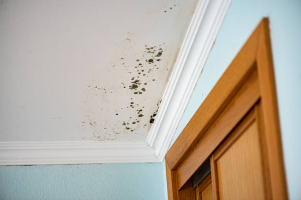 Best Black Mold Removal  in Silver Creek, NY