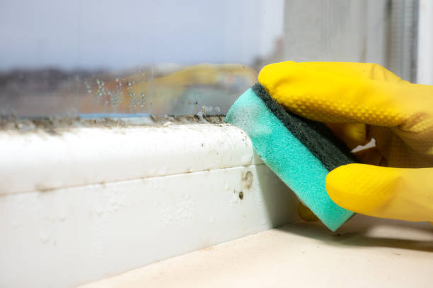 Best Professional Mold Removal  in Silver Creek, NY