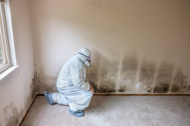 Best Mold Testing  in Silver Creek, NY