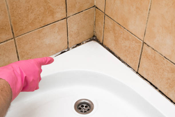 Best Same-Day Mold Removal  in Silver Creek, NY